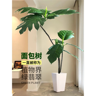 面包树大型绿植室内客厅网红植物盆栽好养真花卉落地家居四季常青
