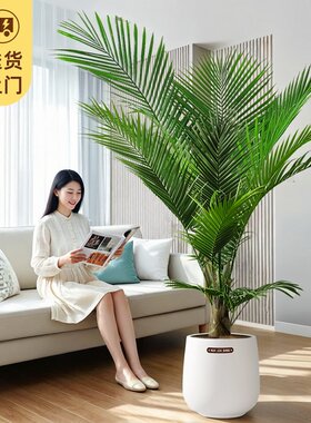 国王椰子盆栽大型植物室内高级