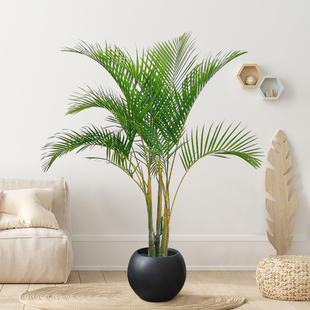 老桩散尾葵凤尾竹客厅盆栽大型绿植室内落地植物椰子树庭院办公室