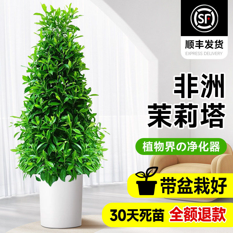 非洲茉莉盆栽虎头茉莉除甲醛新房家用搬家礼物乔迁新居真花大绿植