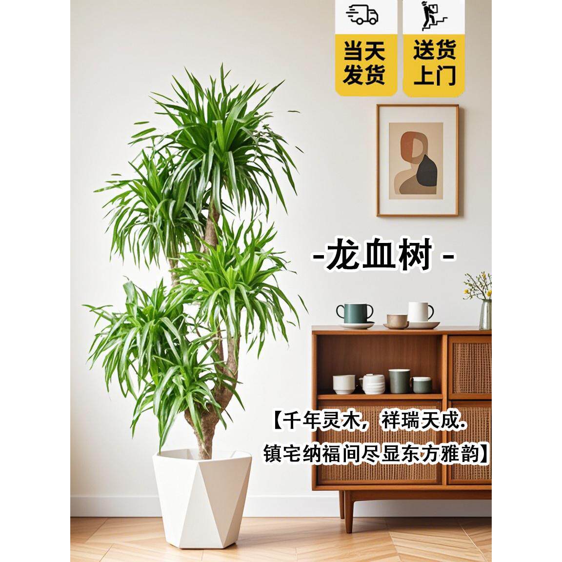 龙血树盆栽多头客厅老桩绿植物