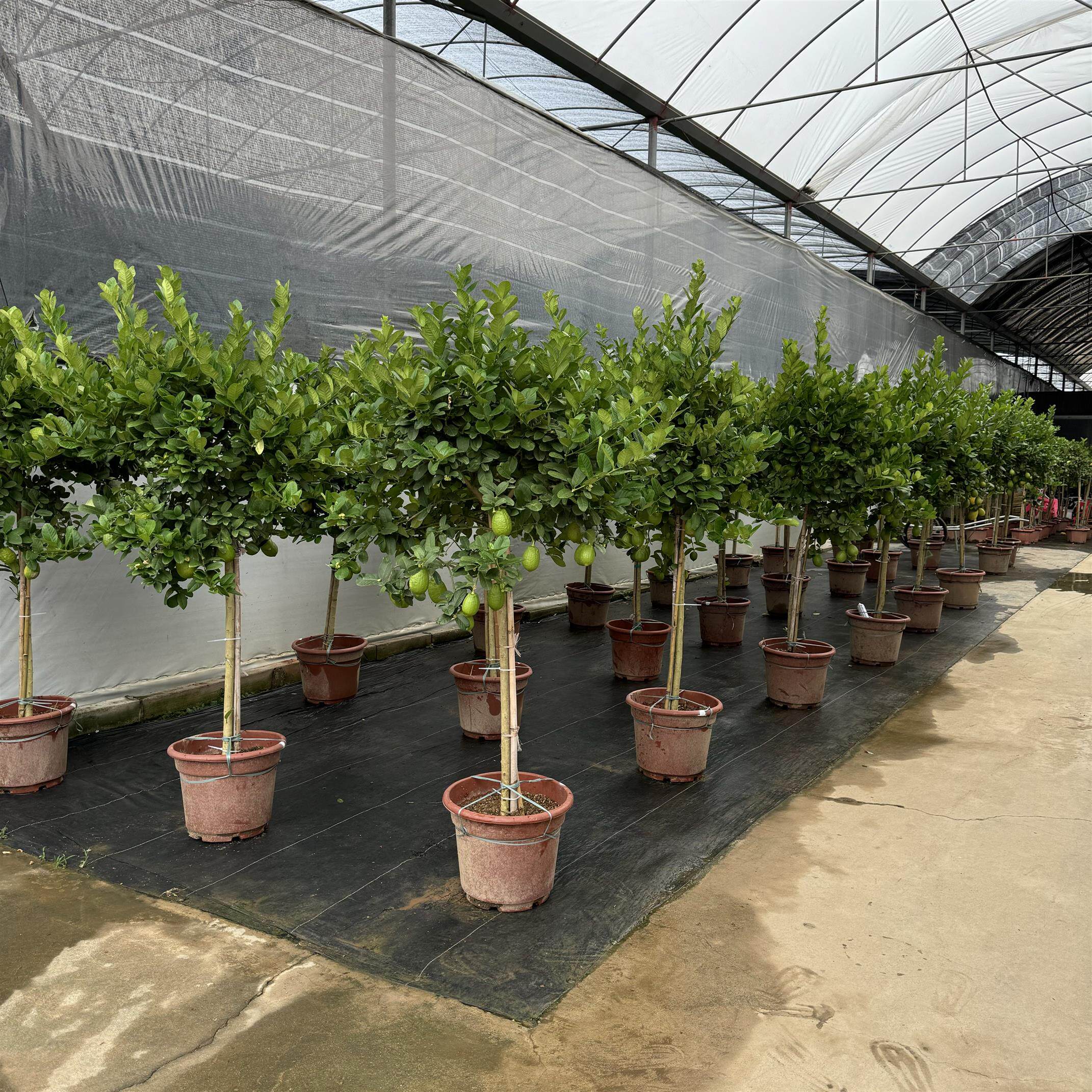 香水柠檬树盆栽大型老桩庭院树苗棒棒糖植物一物一拍室外带果绿植