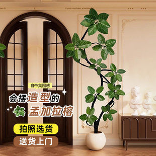 孟加拉榕树客厅盆栽大型绿植黄金榕高山榕橡皮树室内高级感真植物