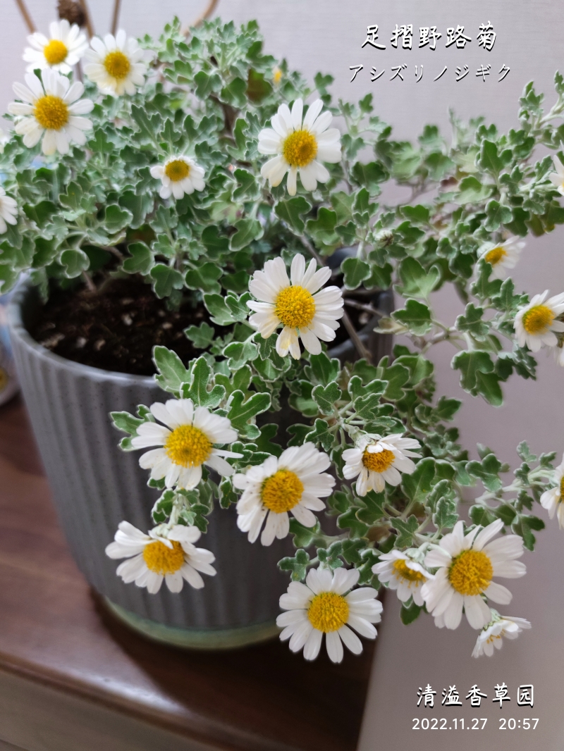 足摺野路菊 アシズリノジギク菊花盆栽 日本菊 盆景素材 耐寒耐热