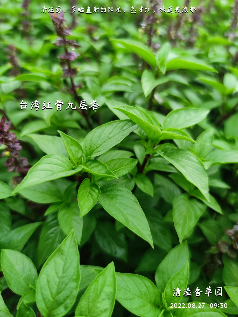 台湾红骨九层塔 薰尊叶 香料植物盆栽苗 三杯鸡调味新鲜 阳台花园