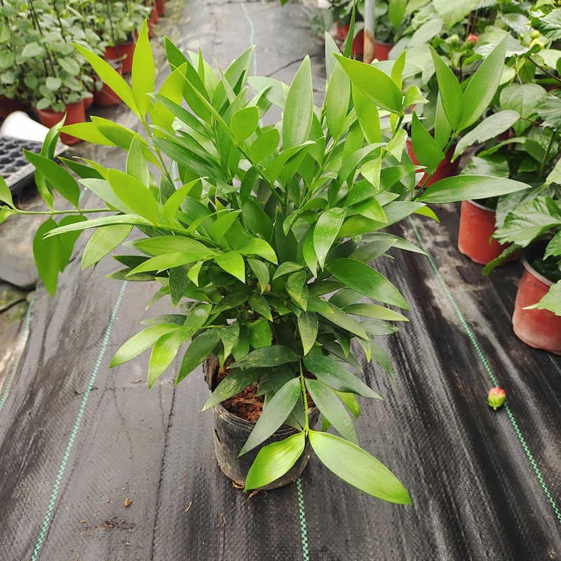 长寿竹竹柏绿植盆栽长寿竹绿植盆栽