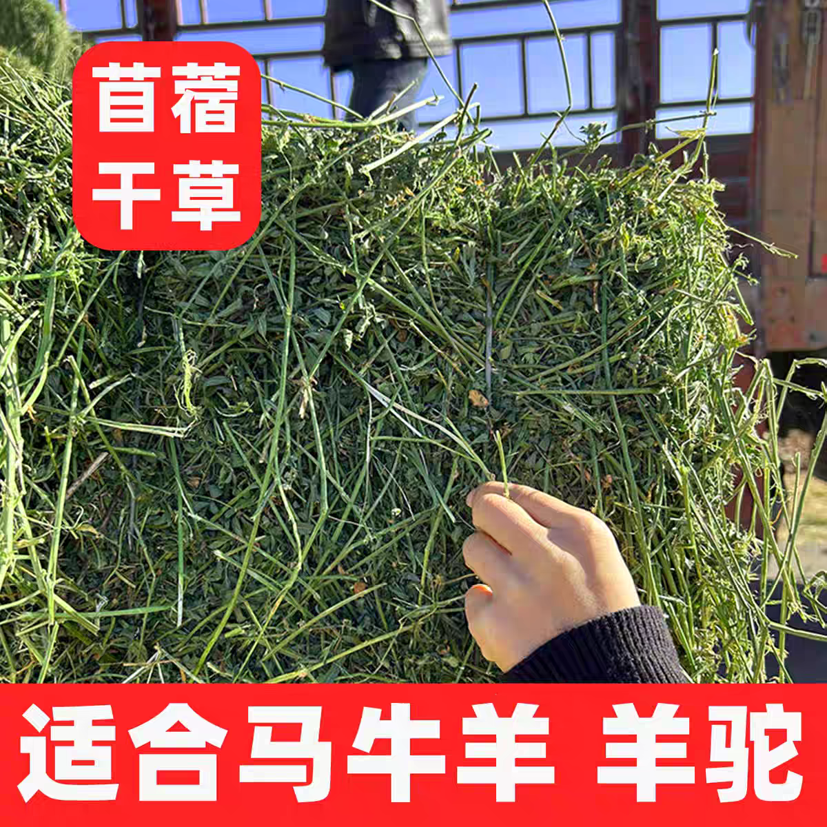 苜蓿草牛羊专用草饲料干草喂马草料山羊奶牛兔子喂羊吃的草批发,畜牧/养殖物资,饲料原料,淘宝优惠券,粉丝福利购,淘宝优惠卷