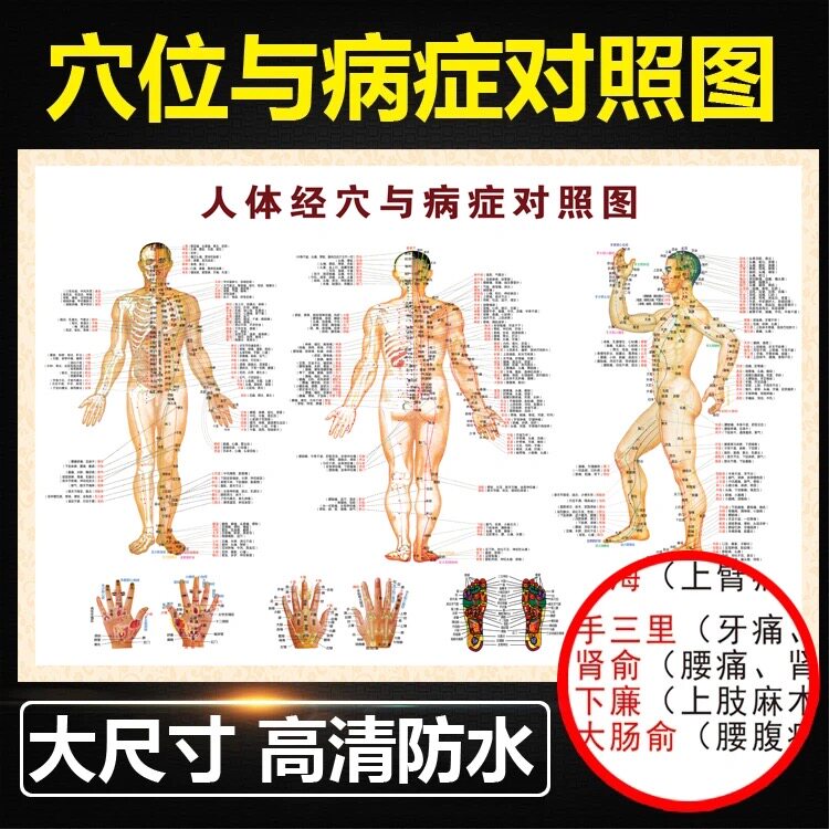 中医针灸艾灸人体经络穴位图十二经络大挂图全身图解高清养生海报