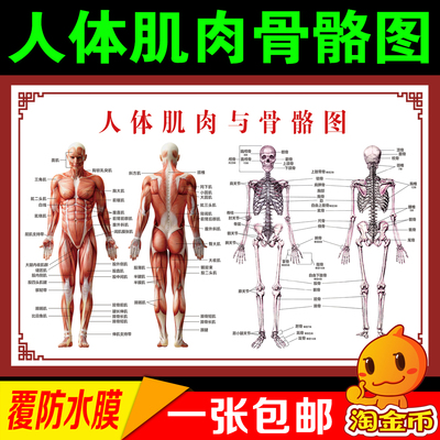 人体骨骼图大挂图器官人体结构图分布图人体肌肉骨骼解剖图海报