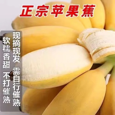 软糯好吃正宗新鲜苹果蕉