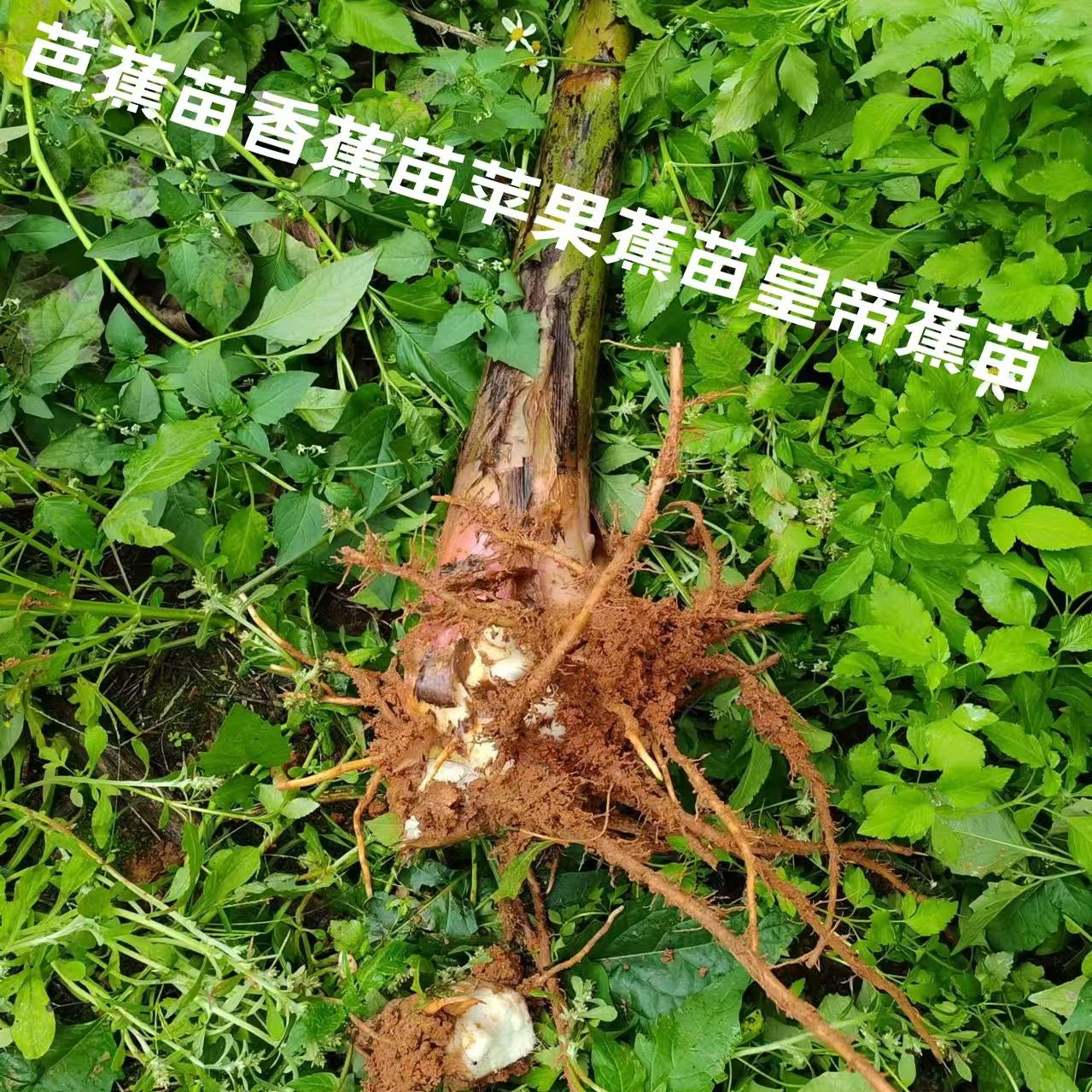 香蕉苗芭蕉苗苹果蕉苗红蕉苗皇帝蕉苗小米蕉苗挖老树旁边易成活
