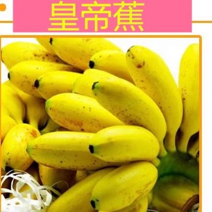 蜜的味道皇帝蕉帝皇小香蕉