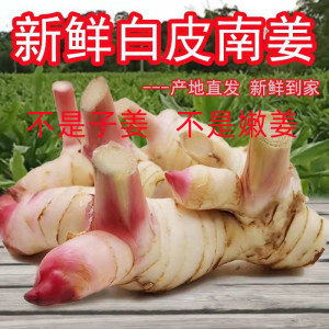现货泰国新鲜南姜冬阴功汤料材料是白皮南姜  不是子姜不是嫩