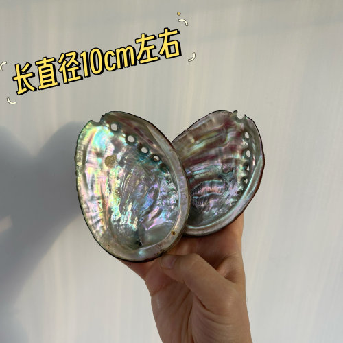 炫彩很好！长直径10cm左右天然鲍鱼壳烧鼠尾草 鱼缸造境装饰摆件