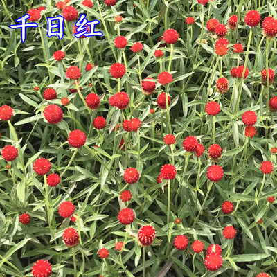 花种子千日红种子千日紫庭院绿化