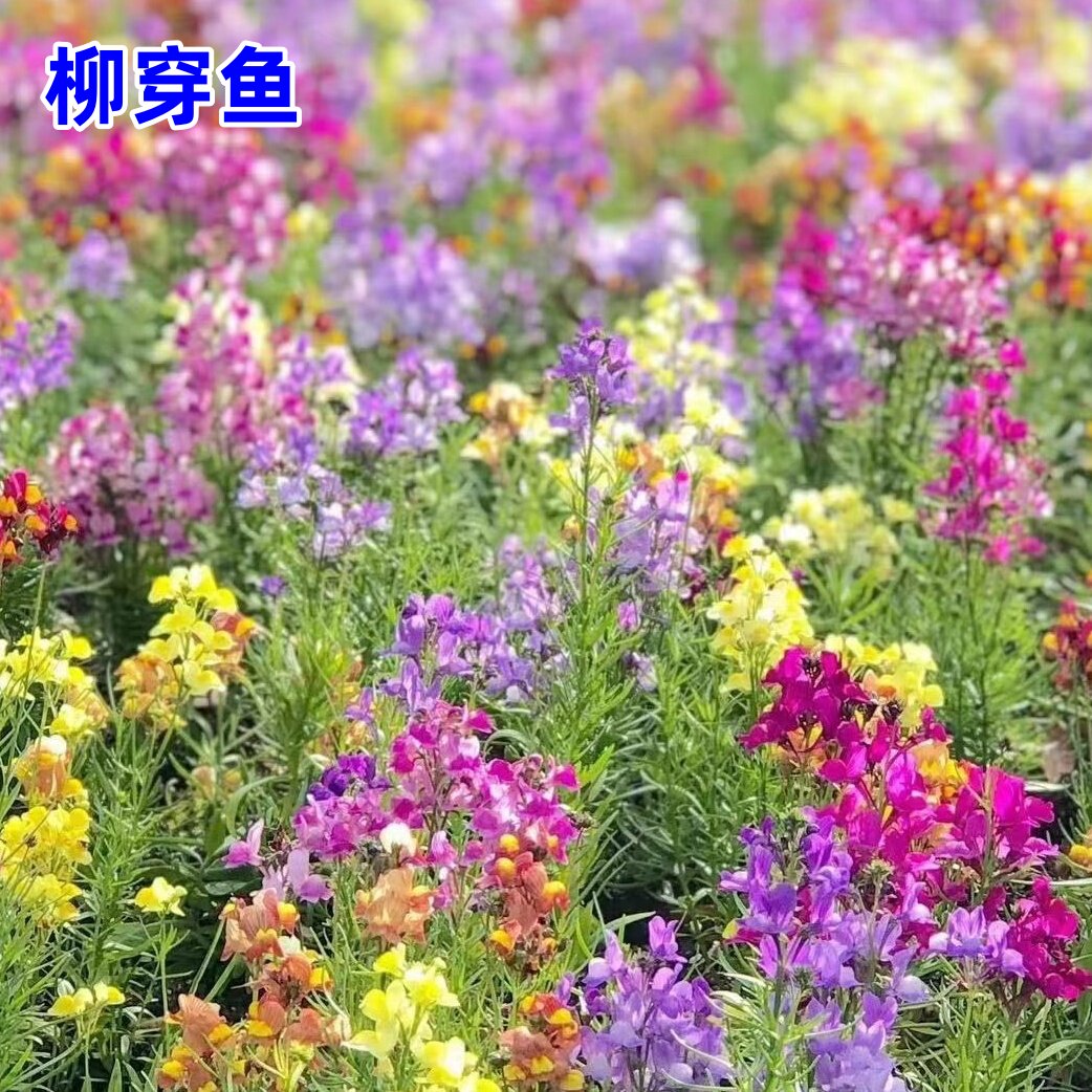 柳穿鱼种子多年生小金鱼草籽易活春秋季盆栽绿化花卉花种花园庭院