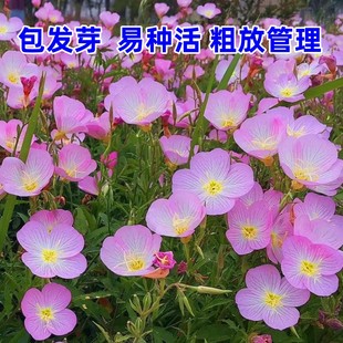 播种开花多年生庭院室外阳台粗放花籽 美丽月见草种子花种籽子四季