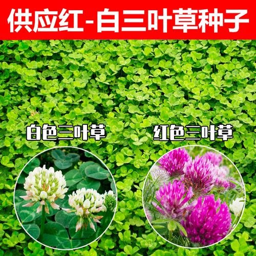 白三叶草车轴四季青耐阴种子