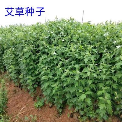 艾草种子食用药用驱蚊草艾叶种籽野生大小叶艾蒿青蒿种植四季驱蚊