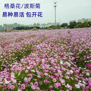 格桑花花种子波斯菊四季播种开花扫帚梅矮杆野花种籽子七彩秋英籽