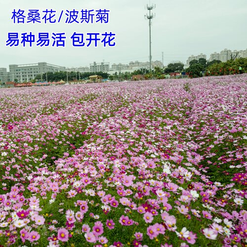 格桑花花种子波斯菊四季播种开花扫帚梅矮杆野花种籽子七彩秋英籽