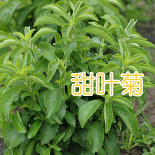 甜叶菊种子甜菊香草种子 甜菊叶花草茶 阳台花卉种子原生纯种