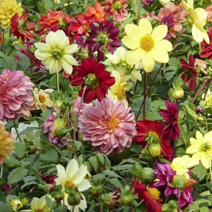 小丽花种子四季播种开花易活小丽菊花种庭院花种籽子阳台盆栽花籽