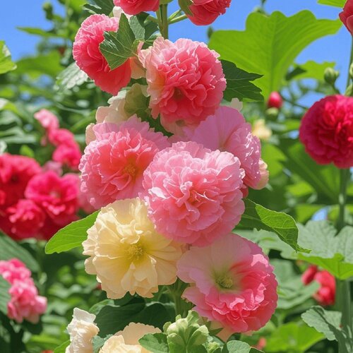 易活混色蜀葵花斗研种业四季
