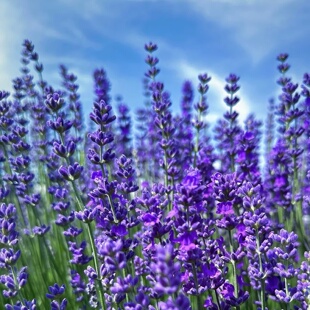 多年生驱蚊普罗旺斯薰衣草种子 薰衣草花籽种植盆栽景观花海种子