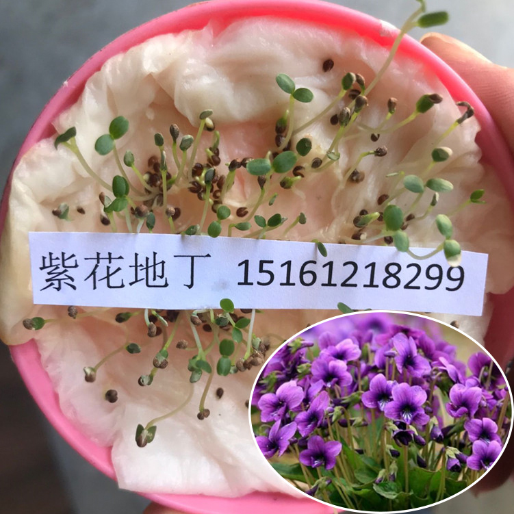 紫花地丁堇菜四季易活耐阴种子