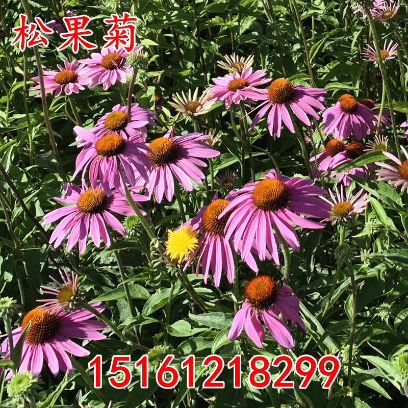 松果菊花种子四季种易活花籽多年生耐阴耐寒紫松果菊园林绿化