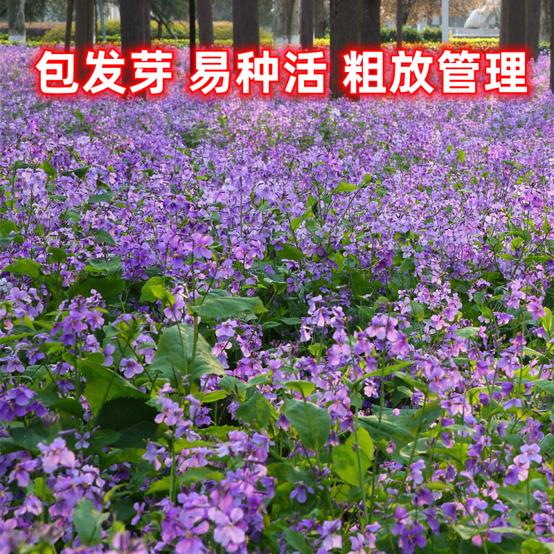 易种易活二月兰春季开花