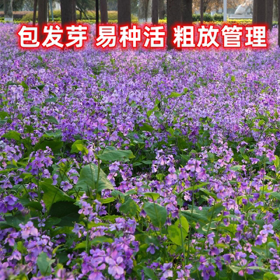 易种易活二月兰春季开花