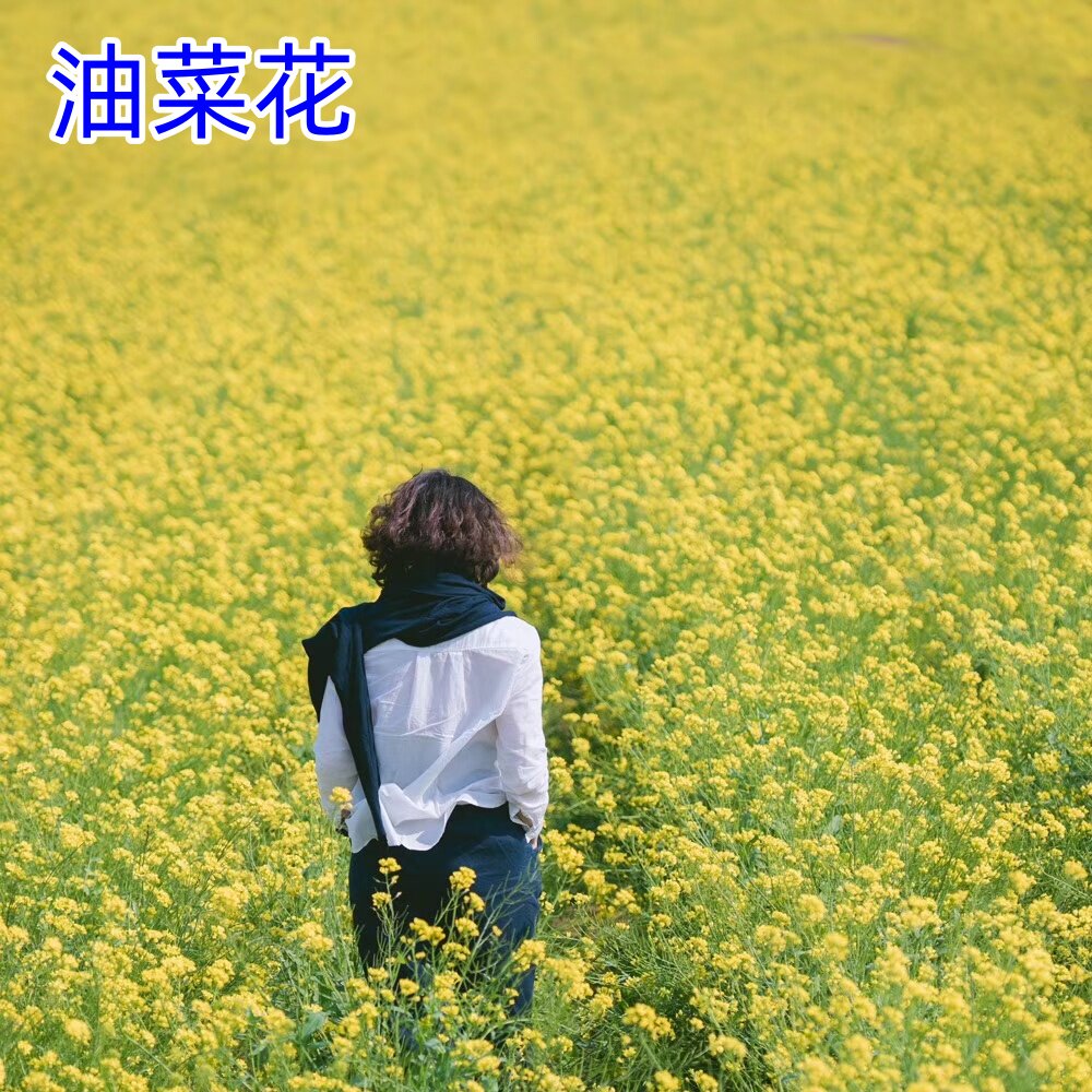 油菜花种籽观赏油菜籽秋播道路景观北方耐寒四季种植可榨油种子