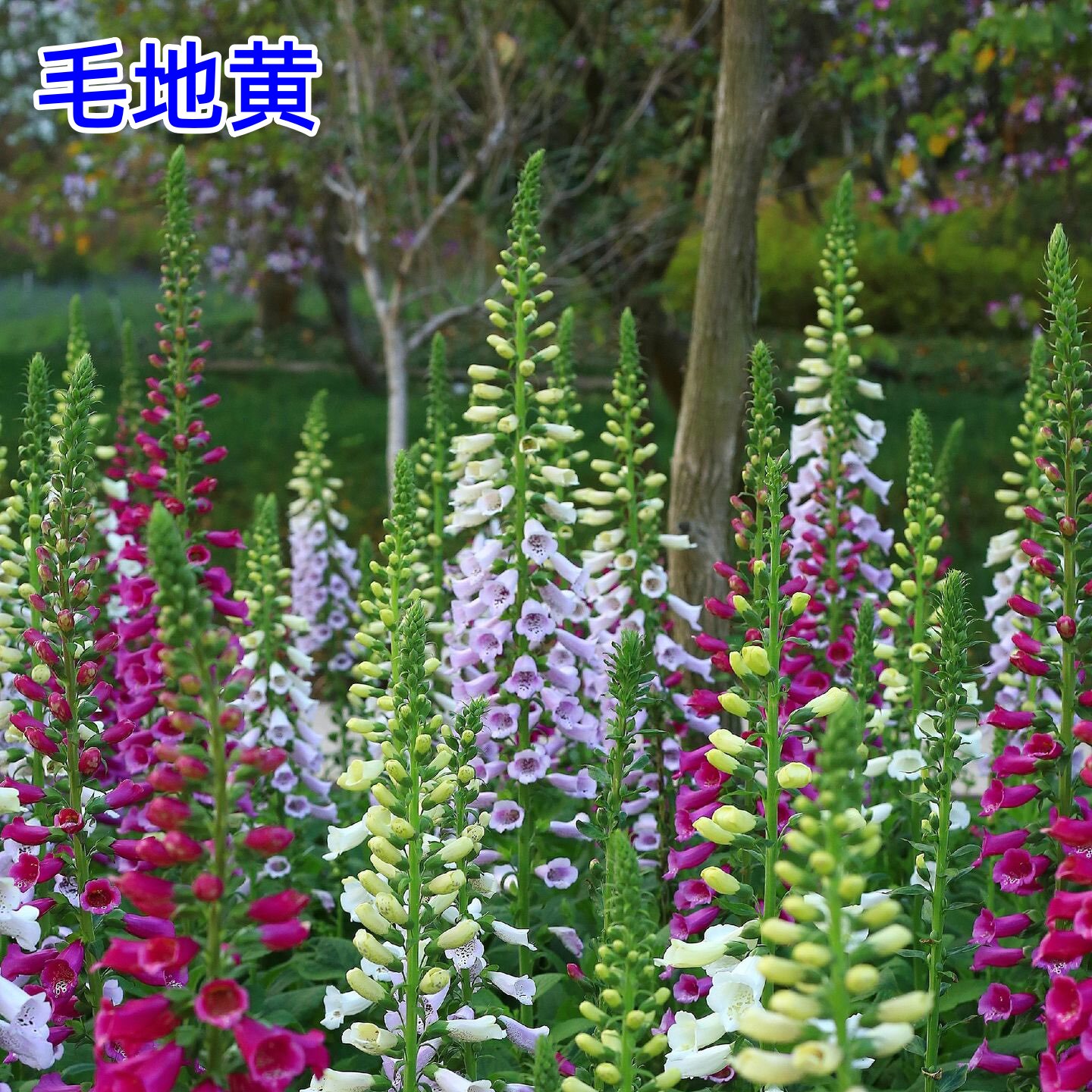 毛地黄种子四季易种室内阳台绿植盆栽庭院花海耐寒洋地黄花种籽子