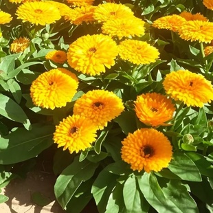 金盏菊花种籽子金盏花种子四季易种花籽长生菊花海易种盆栽耐寒