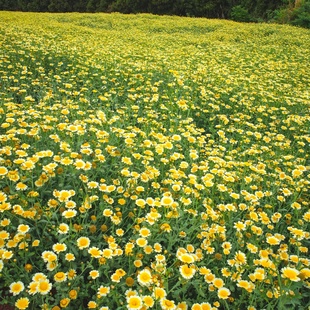 茼蒿菊种子木茼蒿多年生宿根花卉种子木春菊种子景观花海易播种