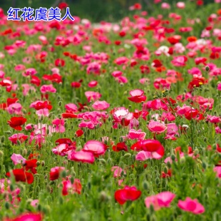红花虞美人种籽仙女蒿赛满园春牡丹丽春花籽阳台庭院盆栽花种籽子