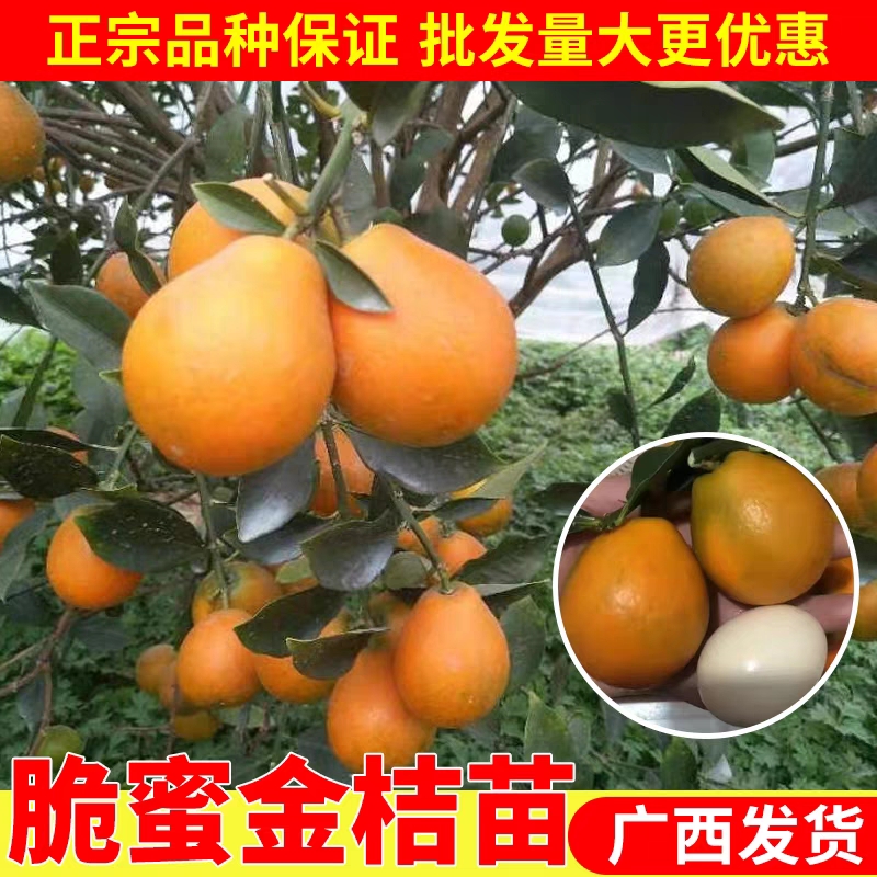 广西融安脆蜜金桔苗脆皮金桔新品种无籽大果口四季结果树苗