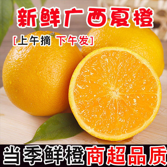 广西阳朔夏橙大果9斤新鲜现摘橙子酸甜多汁桂林兴坪应季水果榨汁