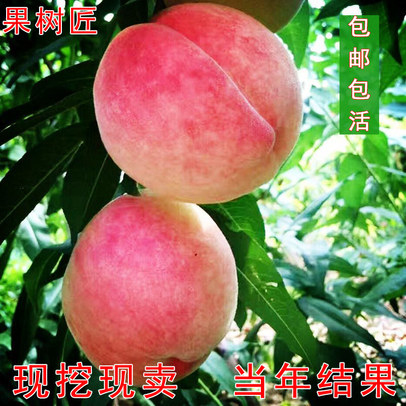 耐寒东北户外种植嫁接桃树苗水密桃久保南北方种植地栽果树苗树苗