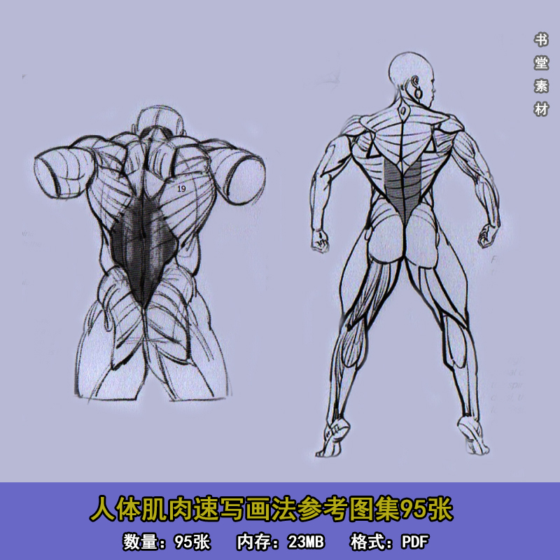 人体肌肉速写画法参考图集95张 躯干上下肢临摹线稿素材 jx047f