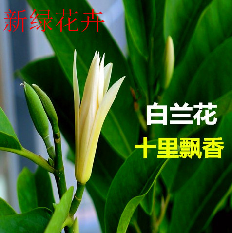 白玉兰树苗 白玉兰花盆栽 嫁接白兰花苗浓香绿植花卉带土发货包邮