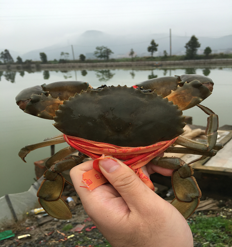 三门青蟹鲜活特大水产海鲜螃蟹母蟹海蟹红鲟肉蟹处子蟹单只5两