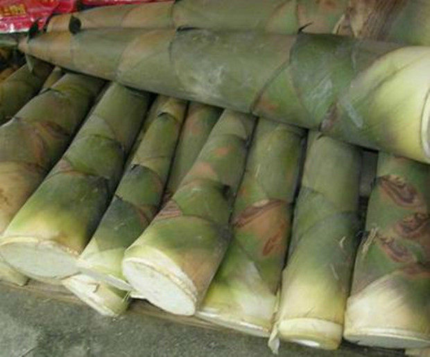鲜嫩爽脆野生大头麻竹笋10斤装新鲜现挖甜笋农产品广东韶关土特产