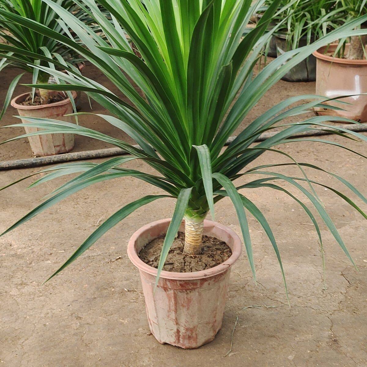 龙须树绿植室内植物龙铁血树办公室花卉净化空气吸收甲醛