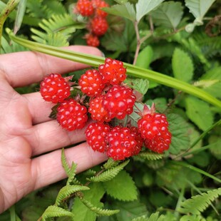 茅莓绿植盆栽儿时野果庭院阳台食用覆盆子6月泡悬钩子