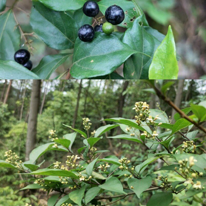 山里神仙豆腐柴树苗观音柴树凉粉柴苗儿时野果盆栽庭院阳台包邮