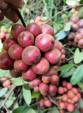 绿植瓜馥木香藤果钻山风四季常青庭院园林阳台绿化带土杯包邮