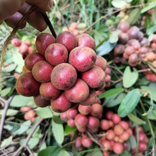 绿植瓜馥木香藤果钻山风四季常青庭院园林阳台绿化带土杯包邮